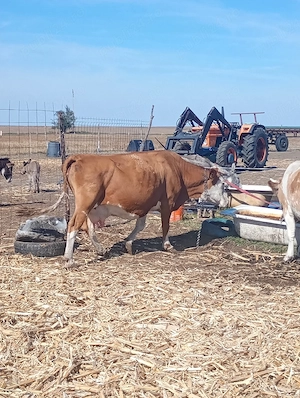 vand vaca abator sau ținut 