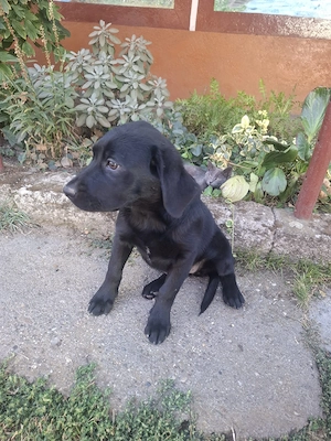 Cățelușă Labrador Retriever, 3 luni   vaccinată și deparazitată - imagine 3