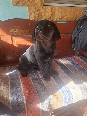 Cățelușă Labrador Retriever, 3 luni   vaccinată și deparazitată - imagine 2