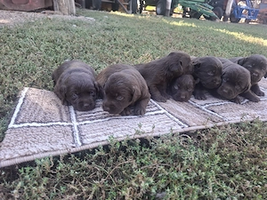 7 pui Labrador Retriever   4 săptămâni, pentru rezervare