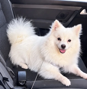 pomeranian spitz  - imagine 5