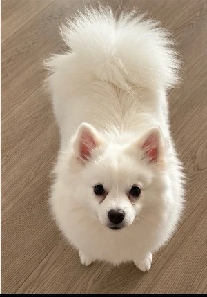 pomeranian spitz  - imagine 3