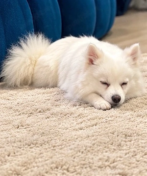 pomeranian spitz  - imagine 4