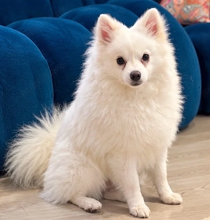 pomeranian spitz  - imagine 2