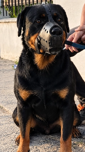 Vând căței rottweiler 