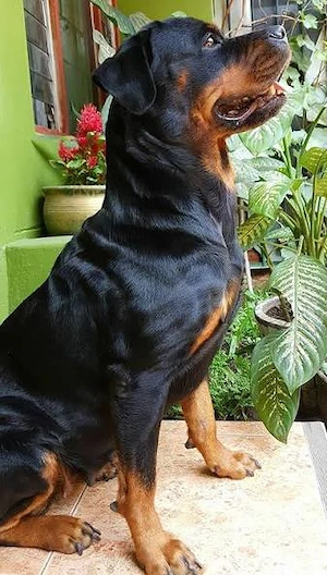 Vând căței rottweiler  - imagine 3
