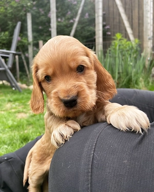 Cocker Spaniel- pui Calitate Expo Din Canisa Autorizata Proprie  - imagine 3