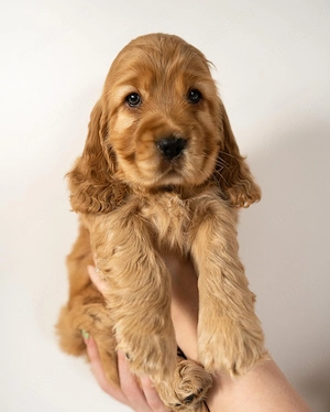 Pui COCKER SPANIEL- Canisa Proprie autorizată- din Părinți EXPO - imagine 3