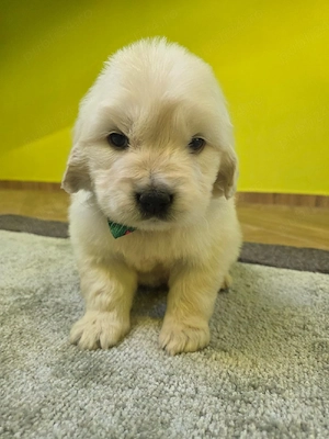 Golden retriever cu pedigree tip A - imagine 3
