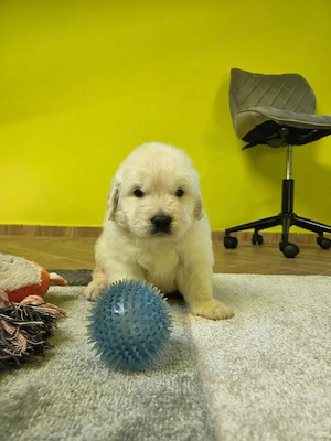 Golden retriever cu pedigree tip A
