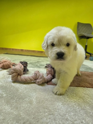 Golden retriever cu pedigree tip A - imagine 2
