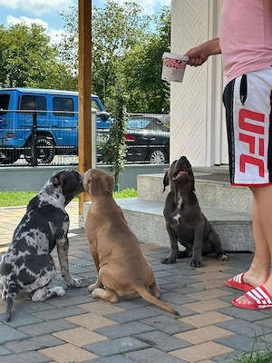 American Bully Xl - imagine 3