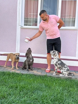 American Bully Xl - imagine 4