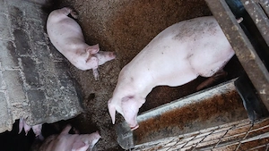 Vind porci rasa landras  - imagine 3