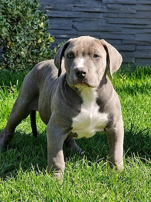 Vand American Bully xxl 
