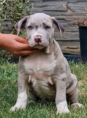 Vand American Bully xxl  - imagine 4