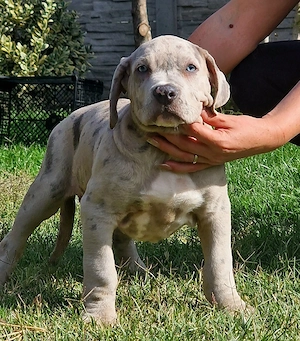 Vand American Bully xxl  - imagine 3