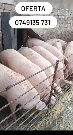 Porci  rasă de carne marele alb crescuți Porumb 