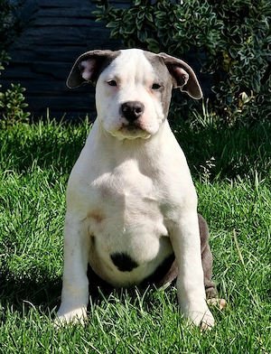 Vand american bully xl  - imagine 3