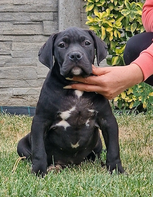 Vand american bully xl  - imagine 4