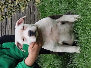Vand american bully xl  - imagine 2