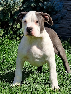 Vand american bully xl 