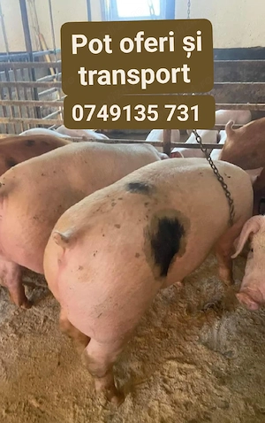 Porci  de carne crescuți cu porumb 