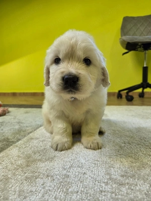 Golden retriever cu pedigree tip A - imagine 2