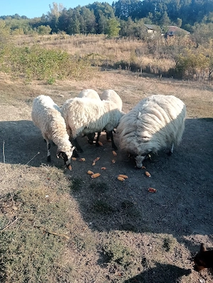 de vanzare
