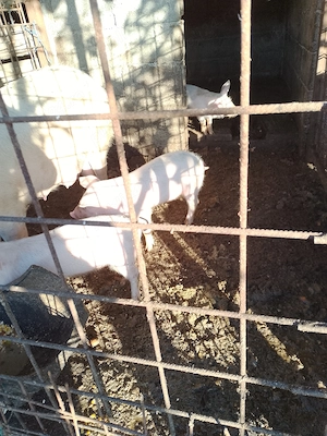 Vând ce se vede - imagine 2