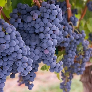 Struguri si must de vanzare - Merlot, Vadu-Sapat, Prahova