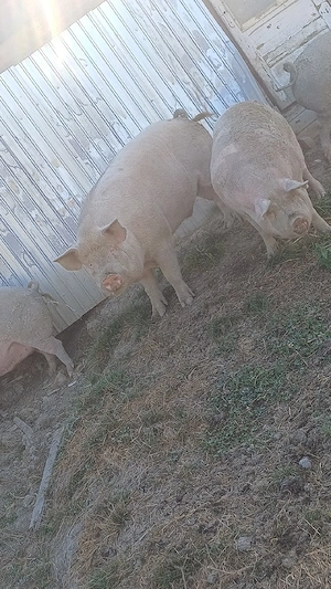 vând porci de casa bioo - imagine 5