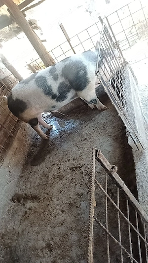 vând porci de casa bioo - imagine 4