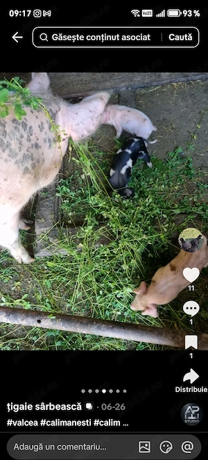 Porci, purcei 