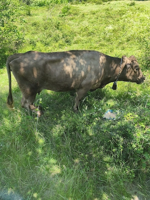 Vând 2 vaci și un taur de 2 ani - imagine 5