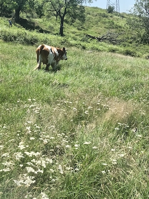 Vând 2 vaci și un taur de 2 ani - imagine 3