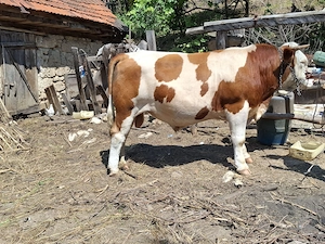 Vând 2 vaci și un taur de 2 ani