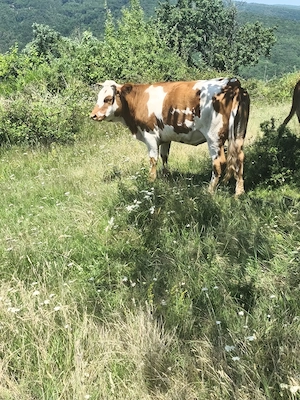 Vând 2 vaci și un taur de 2 ani - imagine 4