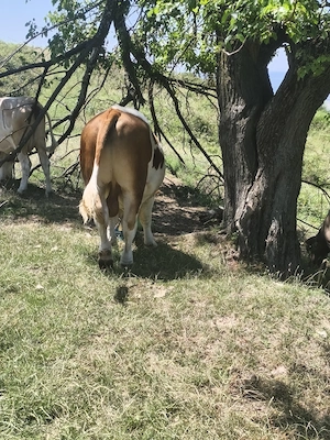 Vând 2 vaci și un taur de 2 ani - imagine 2