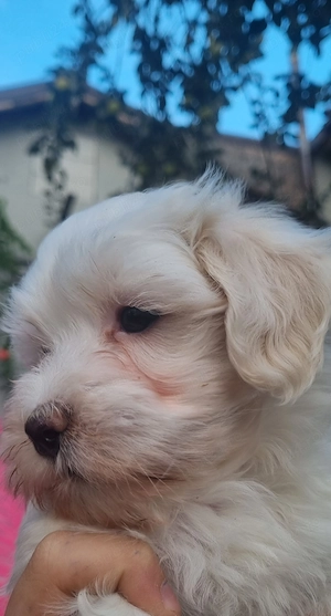 Bichon malteze 2luni