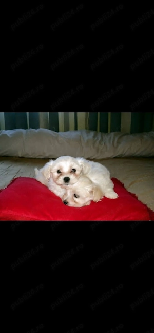 Bichon maltez