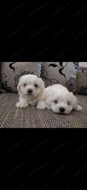 Bichon maltez