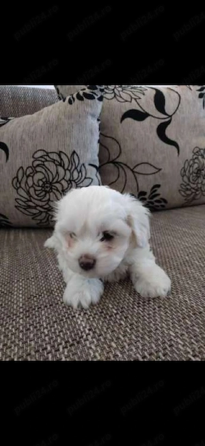 Bichon maltez - imagine 2
