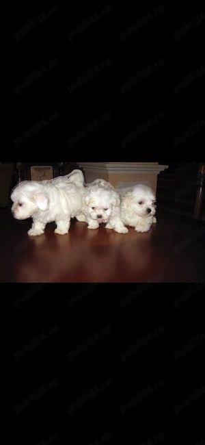 Bichon maltez