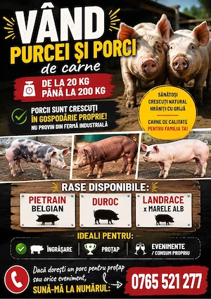 purcei si porci dispobile 