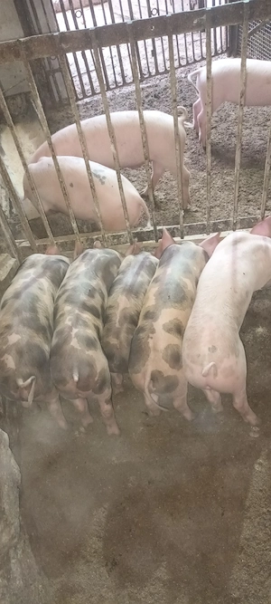 purcei de 9 săptămâni  landrace cu pietrain  - imagine 3