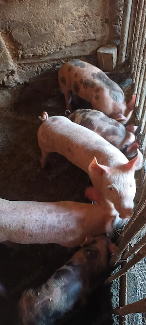 purcei de 9 săptămâni  landrace cu pietrain  - imagine 2
