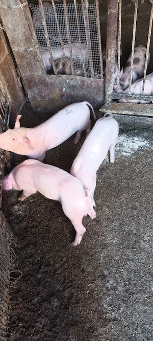 purcei de 9 săptămâni  landrace cu pietrain  - imagine 5