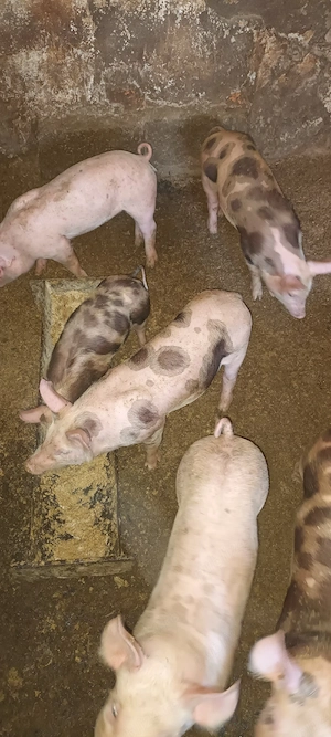purcei de 9 săptămâni  landrace cu pietrain  - imagine 4