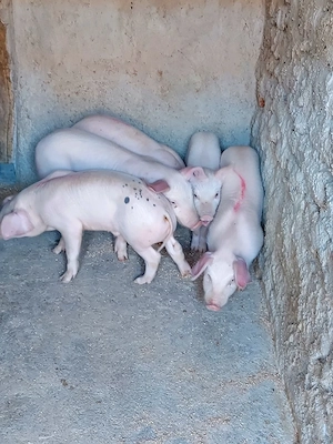 Vând purceluși de 7 săptămâni, 4 băieți si o fată  - imagine 2